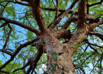 Umburana: Benefícios, riscos e usos surpreendentes