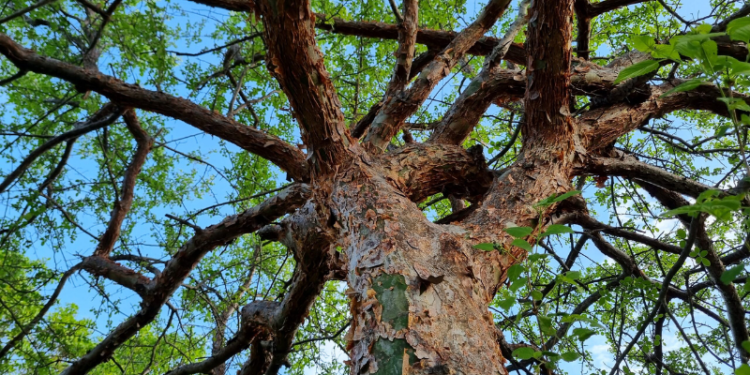 Umburana: Benefícios, riscos e usos surpreendentes