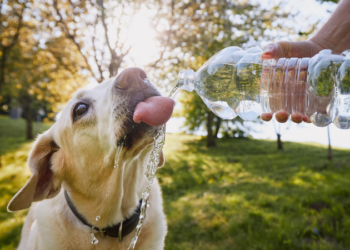 Soro caseiro para cachorros: Como preparar, quando e quanto administrar