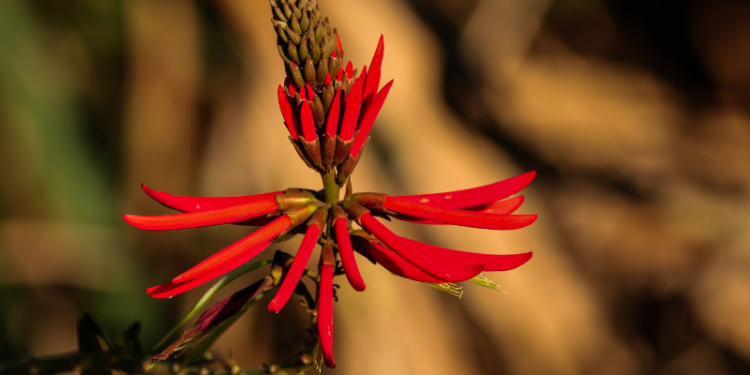 Mulungu: Benefícios e propriedades naturais para a saúde