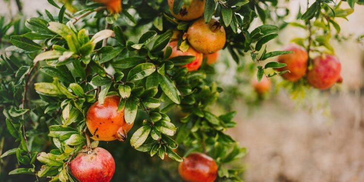 Benefícios da romã para o homem