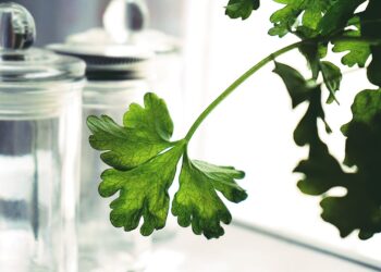 chá de salsinha contraindicações