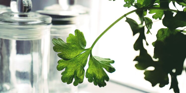 chá de salsinha contraindicações