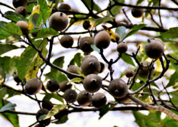 Quais os benefícios do Jenipapo para a saúde e bem-estar?