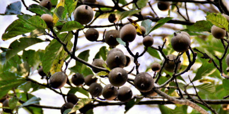 Quais os benefícios do Jenipapo para a saúde e bem-estar?