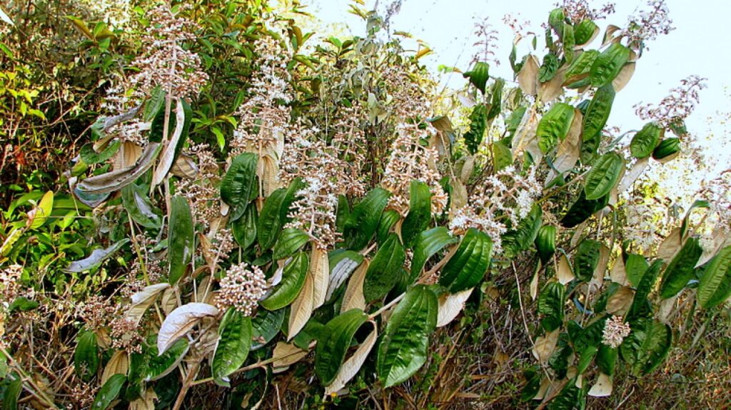 Canela de velho para que serve