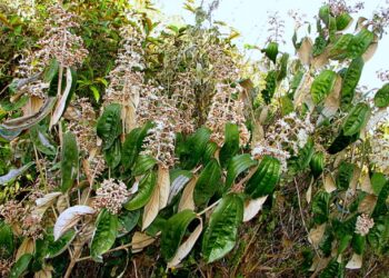 Canela de velho para que serve