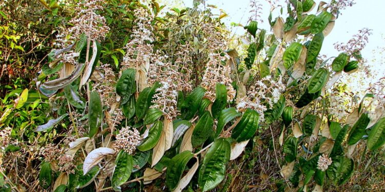 Canela de velho para que serve