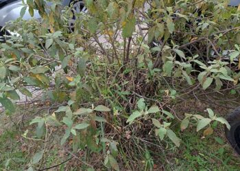 erva baleeira para o intestino