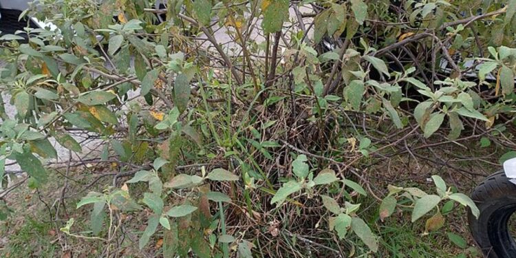 erva baleeira para o intestino