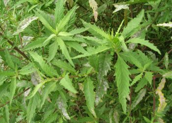 Para que serve mastruz com leite