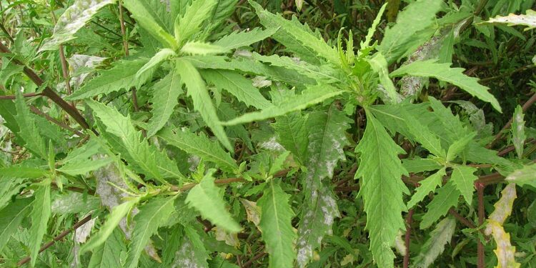 Para que serve mastruz com leite