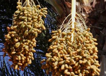 Benefícios da tâmara para a pele