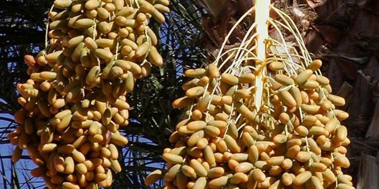 Benefícios da tâmara para a pele