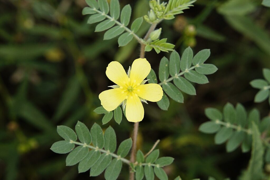 tribulus terrestris benefícios e malefícios