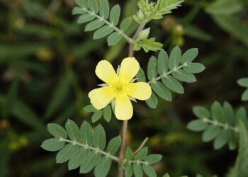 tribulus terrestris benefícios e malefícios