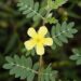 tribulus terrestris benefícios e malefícios