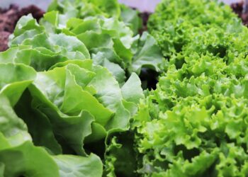 Benefícios do alface