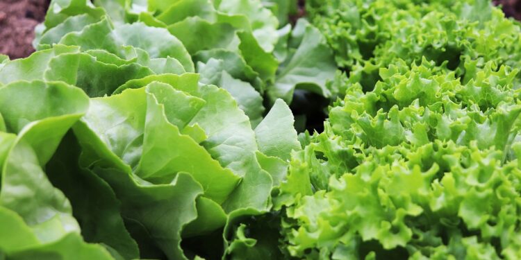 Benefícios do alface