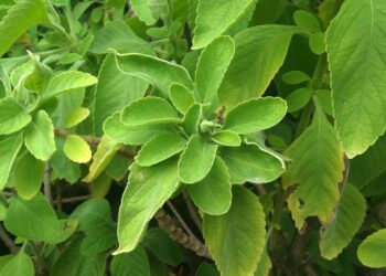 Chá de boldo para que serve