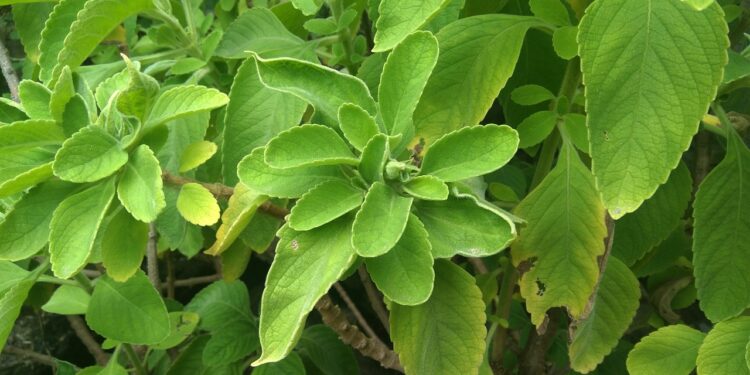 Chá de boldo para que serve