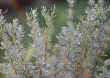 Chá de alecrim benefícios