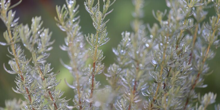 Chá de alecrim benefícios