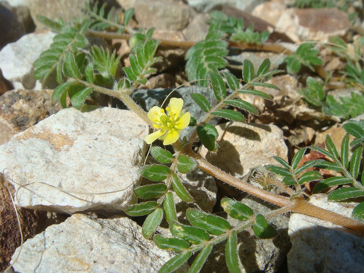 Tribulus terrestris malefícios e benefícios para a saúde